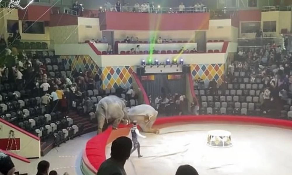 Τρόμος σε τσίρκο από μονομαχία ελεφάντων που τρελάθηκαν (βίντεο)